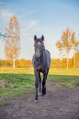 young beautiful horse in the field - obrazy, fototapety, plakaty