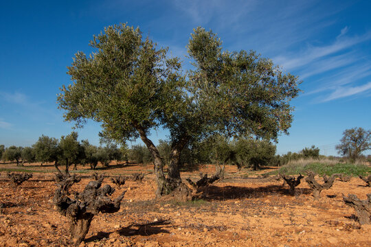 Olivar y vi&ntilde;edo en Madrid