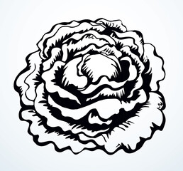 Cabbage. Vector drawing icon sign