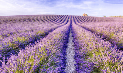 Naklejka na ściany i meble Lavender field Provence with an old barn on a hill