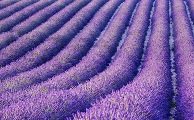 Fototapeta na wymiar Lavender field in France