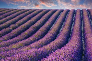Naklejka na ściany i meble Sunset over lavender field in Provence