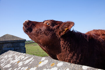 brown cow on the fence
