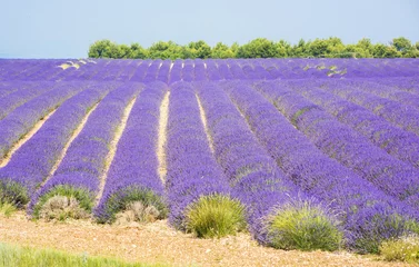 Foto op Plexiglas Lavender field © Fyle