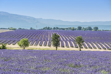 Lavender field and trees