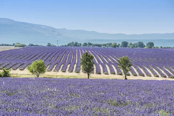 Foto op Plexiglas Lavender field and trees © Fyle