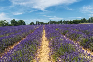 Foto op Plexiglas Lavender field in Provence © Fyle
