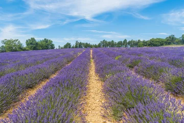 Foto op Plexiglas Lavendelveld in de Provence © Fyle