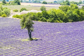 Foto op Plexiglas Lavender field and tree © Fyle