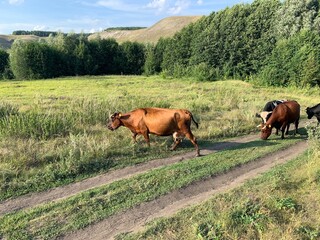 Fototapeta premium a herd of cows walking along the road between the fields