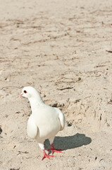 front view, close distance of a white pigeon standing on a sandy, tropical beach with a turned head and orange feet