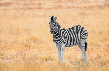 Fototapeta na wymiar Herd of zebras in yellow grass - Etosha National Park, Namibia