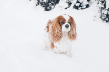 Fototapeta premium Cute Cavalier King Charles Spaniel among snow-white snowdrifts and spruce covered with snow. Happy snowy winter. Long ears, pet.
