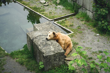 European brown bear in Bern Bear (Bären Park) in Bern, Switzerland