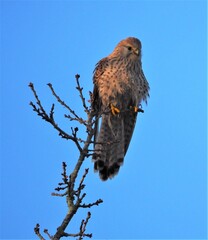 Bird of prey