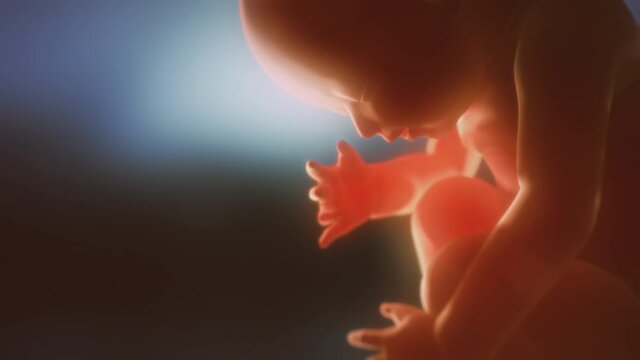 Human fetus. Child in the womb.