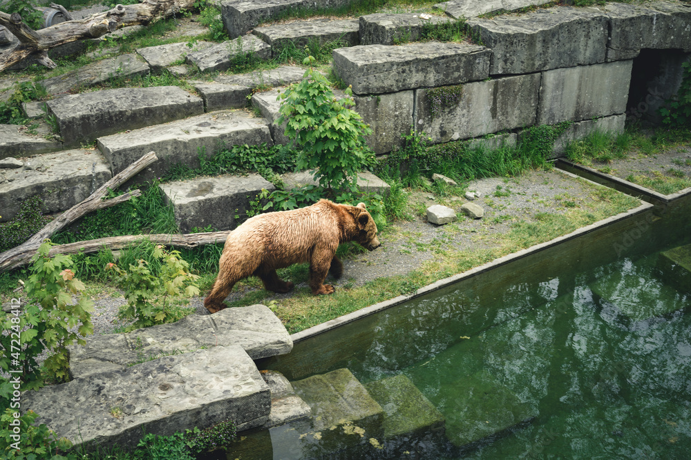 Wall mural european brown bear in bern bear (bären park) in bern, switzerland