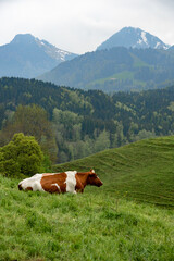 Fototapeta na wymiar A cow grazes and rests in a grassy pasture in Gruyères, Switzerland on a cloudy spring afternoon