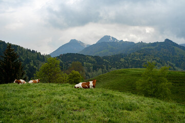 Cows lay grazing and resting in a grassy pasture in Gruy&egrave;res, Switzerland on a cloudy spring afternoon