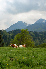 Fototapeta na wymiar Cows lay grazing and resting in a grassy pasture in Gruyères, Switzerland on a cloudy spring afternoon