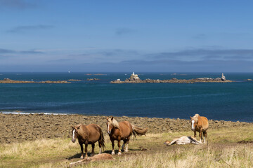 Horse in a field near Tremazan in Brittany, France