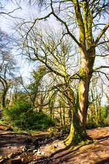 Fototapeta premium trees in the park