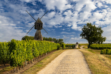 Windmill of La Tranchee and vineyard near Montsoreau, Pays de la Loire, France
