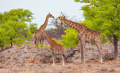 Giraffe family walking in the Etosha National Park, Namibia