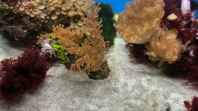 Coral reef tropical fish. 4K