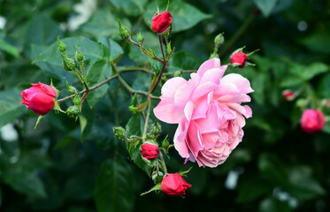 A blossoming pink rose with leaves