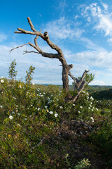 A flowering plant of Cistus Ladanifer in the highlands of the Algarve province in Portugal.
