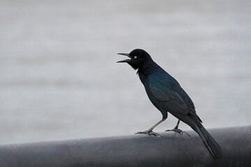 Boat-tailed Grackle perched on a waterfront railing.