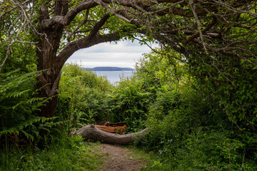 Trees framed ocean landscape at Fort Casey State Park in Washington during summer.