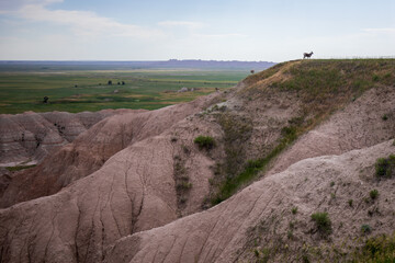 Homestead Overlook and mountain goat in Badland national park during summer. From grassland to...