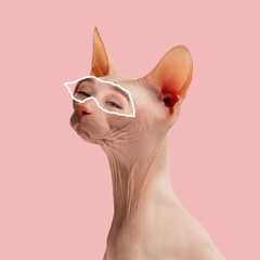 Contemporary art collage of Sphinx cat with human eye element isolated over pink background
