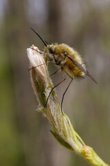 Bombilio (Bombylius major), primo piano con sfondo chiaro