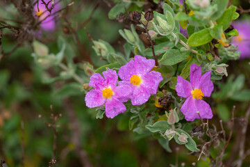 Cistus Albidus plant on a rainy day. Algarve Portugal.