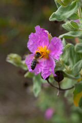 Honey bee or Apis mellifera on a Cistus Albidus flower. Algarve Portugal.