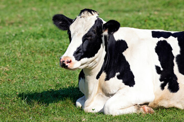 Obraz na płótnie Canvas cow lying down on the grass
