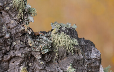 Lichens are very important organisms. Pollinaria Ramalina on a cork oak. Algarve Portugal.
