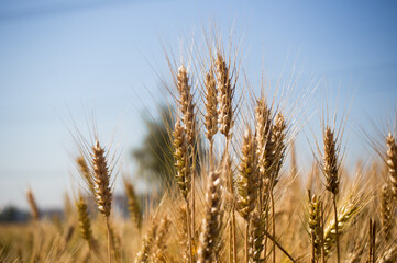 close up wheat