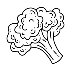Broccoli cabbage, vegetable harvest, linear vector icon in doodle style