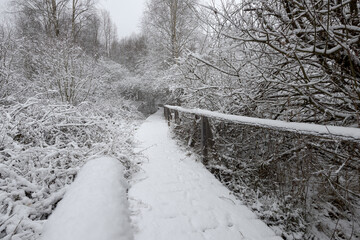 Wooden nature studies path leading through carbon dioxide storing moor and peatland in Bavaria in...