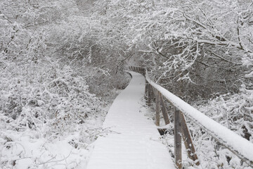 Wooden nature studies path leading through carbon dioxide storing moor and peatland in Bavaria in...