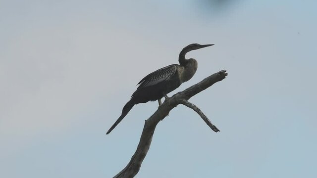 Anhinga bird cleaning it's beak on a perch