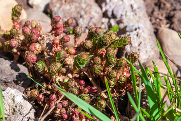 Cultivation of Rhodiola rosea. Young shoots of Rhodiola Rosea.