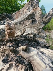 tree trunk in forest mountain