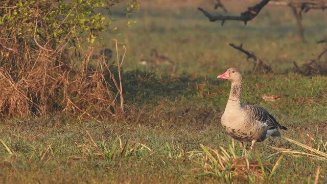 Full shot of Greylag goose with habitat and eye contact at wetland of keoladeo national park or bharatpur bird sanctuary rajasthan india - Anser anser