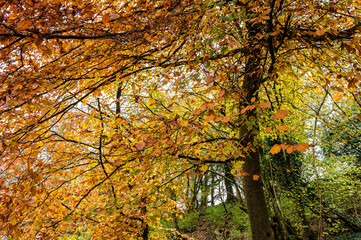 Beech Autumn  colour in woodland UK