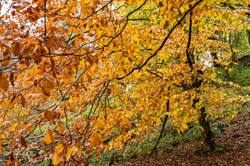 Golden Colour of Beech tree in Autumn UK